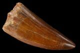 Fossil Carcharodontosaurus Tooth - Real Dinosaur Tooth #159447-1